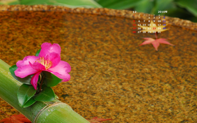 Обои картинки фото календари, цветы