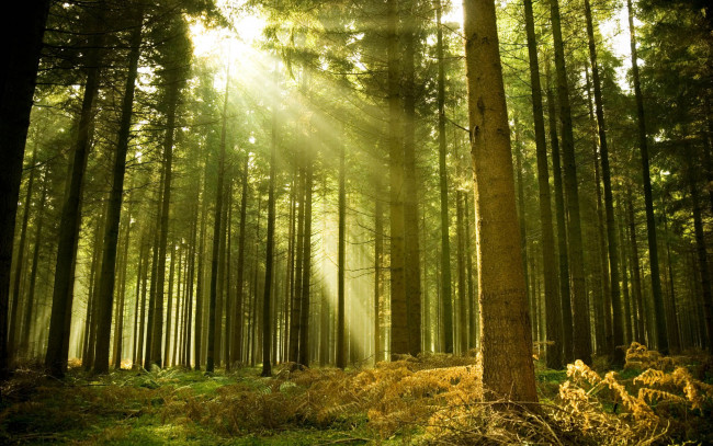 Обои картинки фото природа, лес