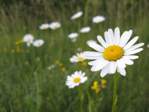 Картинка цветы ромашки луг лепестки
