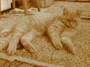 Картинка кошка животные коты рыжая