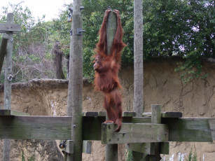 Картинка животные обезьяны доски