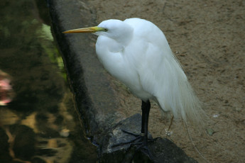 Картинка животные цапли белое оперение