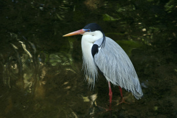 Картинка животные цапли тонкие ноги длинный клюв