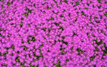 Картинка цветы аизовые лепестки много