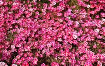 обоя цветы, годеция, лепестки, много