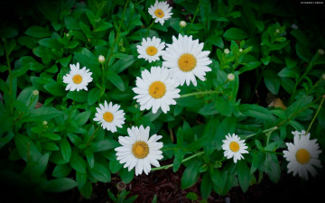Картинка цветы ромашки тёмный листья