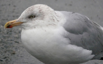 Картинка животные Чайки бакланы крачки чайка