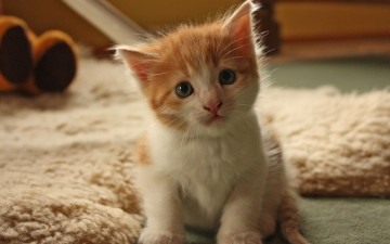 Картинка животные коты котёнок