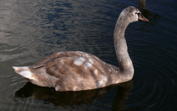 Картинка животные лебеди вода