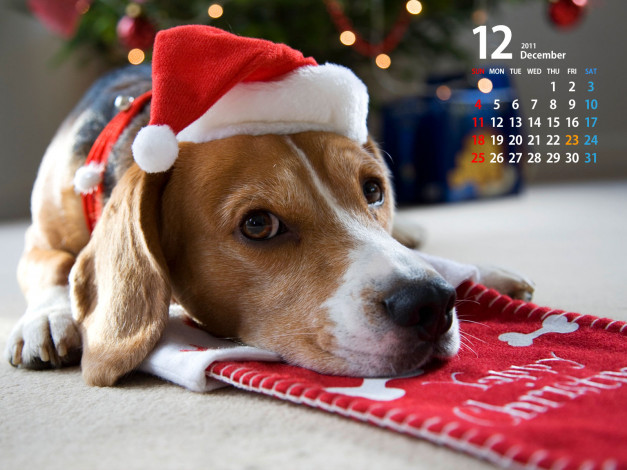 Обои картинки фото календари, праздники, салюты, бигль