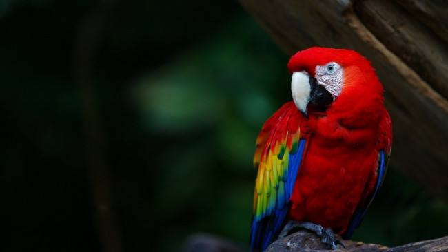 Обои картинки фото животные, попугаи, ара