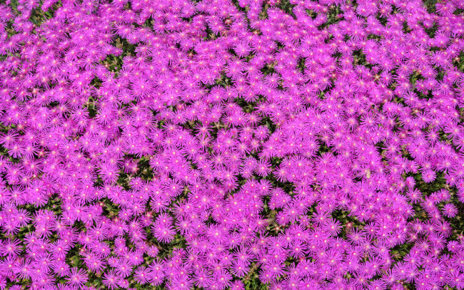 Обои картинки фото цветы, аизовые, лепестки, много