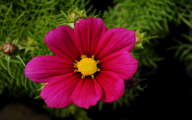 Обои картинки фото цветы, космея, листья, лепестки