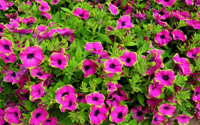 Обои картинки фото цветы, петунии, калибрахоа, листья, розовый