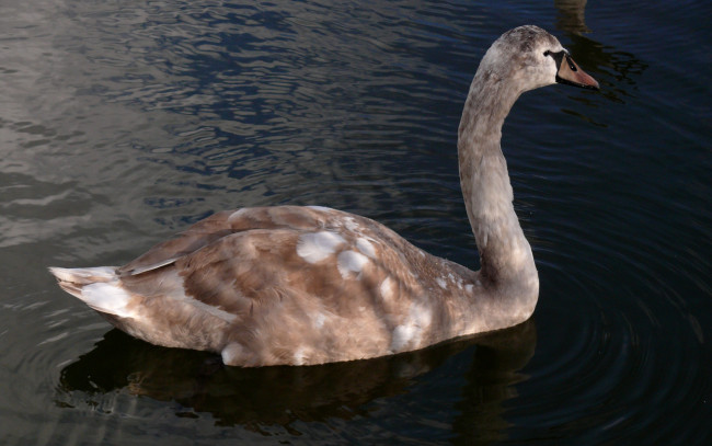 Обои картинки фото животные, лебеди, вода