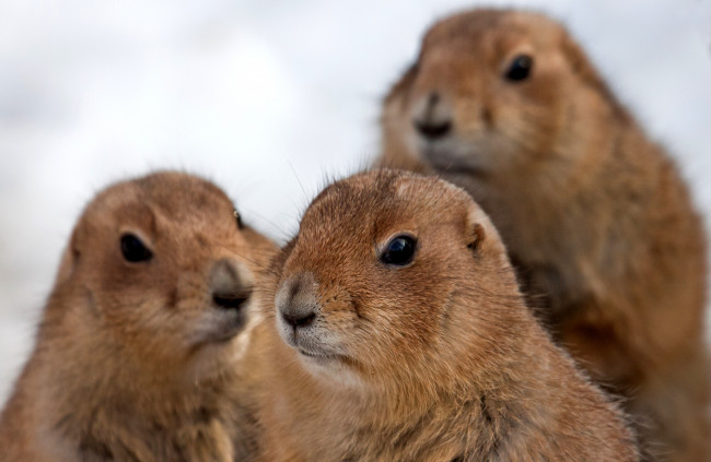 Обои картинки фото животные, суслики, сурки, глаза, шерсть