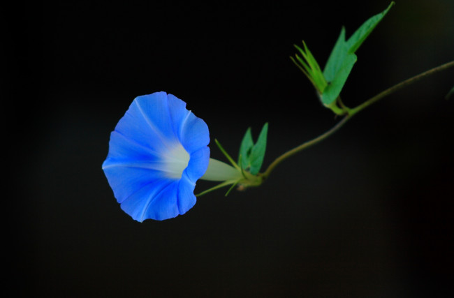 Обои картинки фото цветы, вьюнки, ипомеи, тёмный