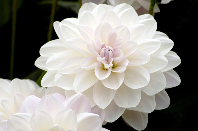 Обои картинки фото цветы, георгины, белый, круглый