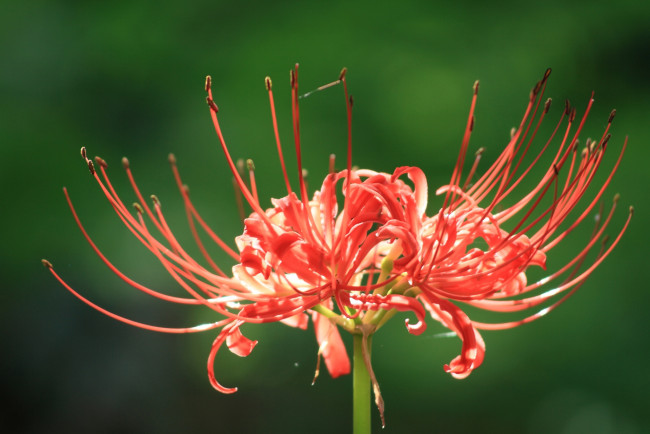 Обои картинки фото цветы, лилии, лилейники, зелёный