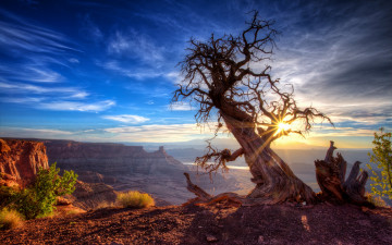 Картинка природа деревья штат юта солнце дерево сша