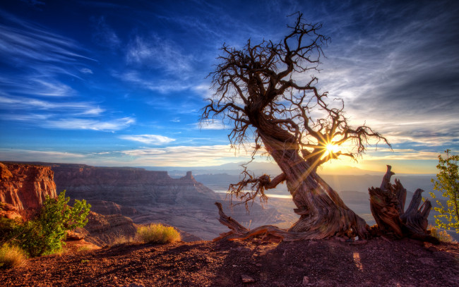 Обои картинки фото природа, деревья, штат, юта, солнце, дерево, сша