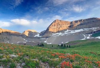 Картинка природа луга небо горы деревья цветы трава луг