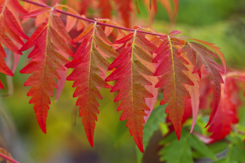 Картинка природа листья осень ветка