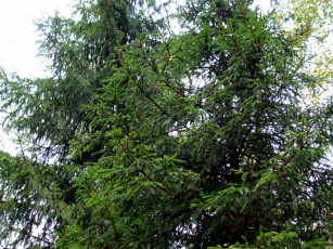 Картинка природа деревья ели