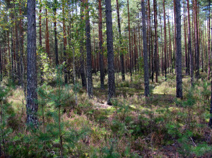 Картинка природа лес вереск сосны