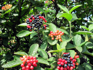 Картинка природа Ягоды красный черный