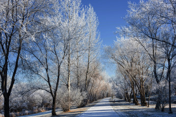 Картинка природа другое шоссе аллея