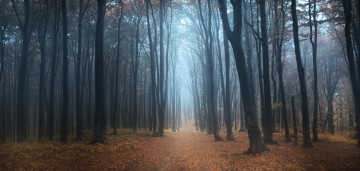 Картинка природа лес туман осень