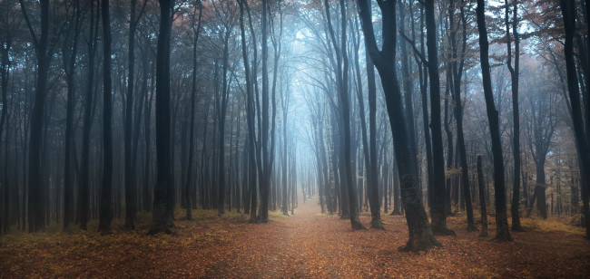 Обои картинки фото природа, лес, туман, осень