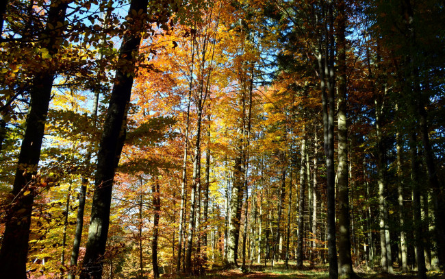 Обои картинки фото природа, лес, осень