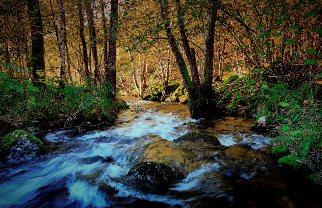 Обои картинки фото природа, реки, озера, река, лес