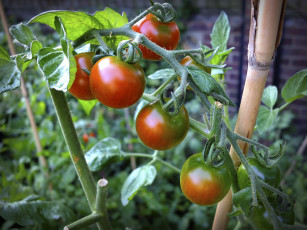 Картинка природа плоды томаты помидоры