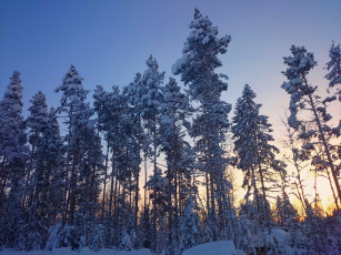 Картинка природа зима снег