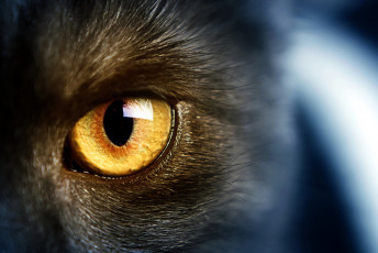 Картинка разное глаза желтый