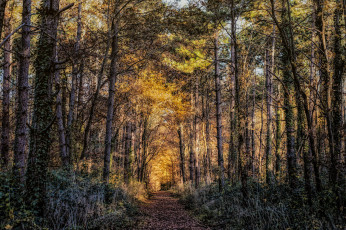 Картинка природа дороги тракт