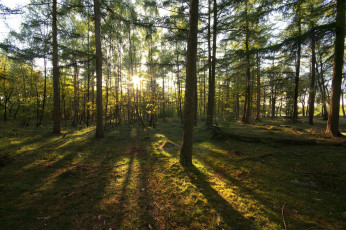 Картинка природа лес деревья