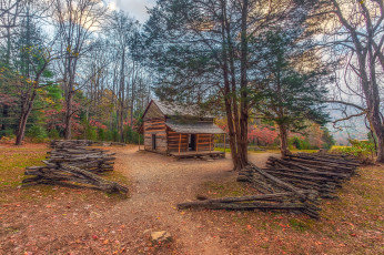 Картинка природа лес деревья