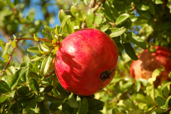 Картинка природа плоды гранат