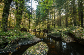 Картинка природа реки озера лес река