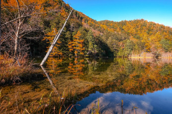 Картинка природа реки озера лес река