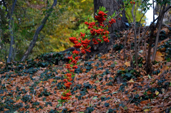 Картинка природа Ягоды +рябина пираканта