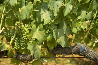 Картинка природа Ягоды +виноград лоза