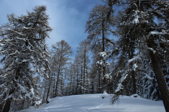 Картинка природа зима снег