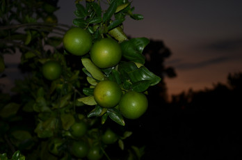 Картинка природа плоды лимоны