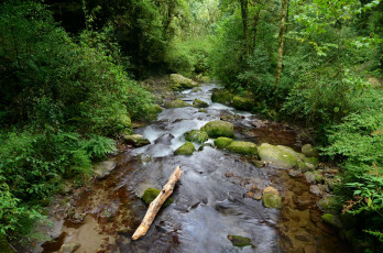 Картинка природа реки озера лес река