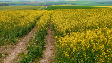 Картинка природа дороги тракт